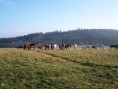 /album/fotogalerie2/letiste-kalousy-jpg/